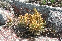 Cuscuta pentagona image