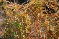 Cuscuta pentagona image