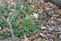 Cardamine douglassii image