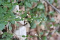 Cardamine douglassii image