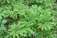 Adiantum pedatum image