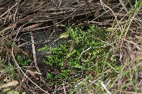Selaginella eclipes image