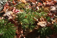 Dendrolycopodium obscurum image