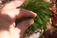 Dendrolycopodium obscurum image