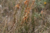 Cuscuta pentagona image