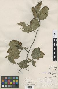 Fagus grandifolia subsp. grandifolia image