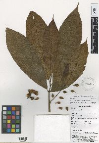 Image of Ficus aurantiacafolia
