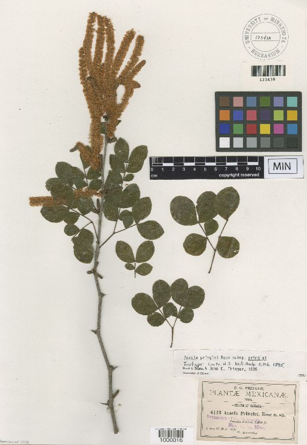 Acacia californica subsp. pringlei image