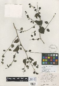 Image of Acalypha californica