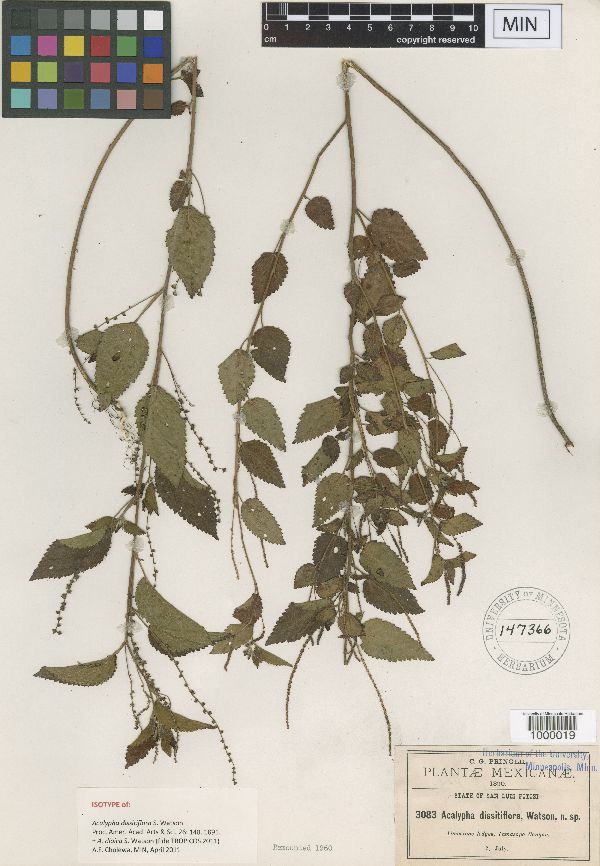 Acalypha dioica image