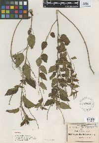 Acalypha dissitiflora image
