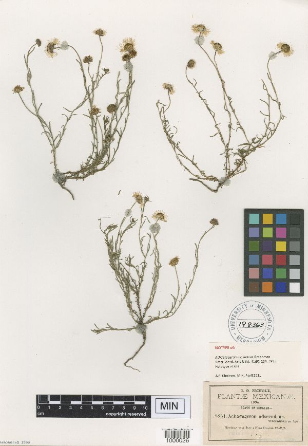 Achaetogeron ascendens image