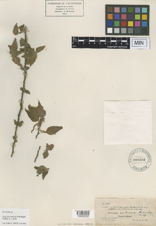 Acalypha umbrosa image