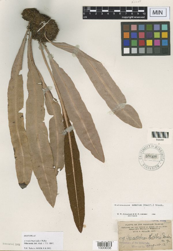 Acrostichum helleri image