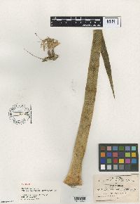 Agave dasylirioides image