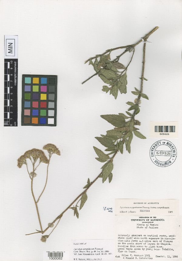 Ageratum corymbosum image