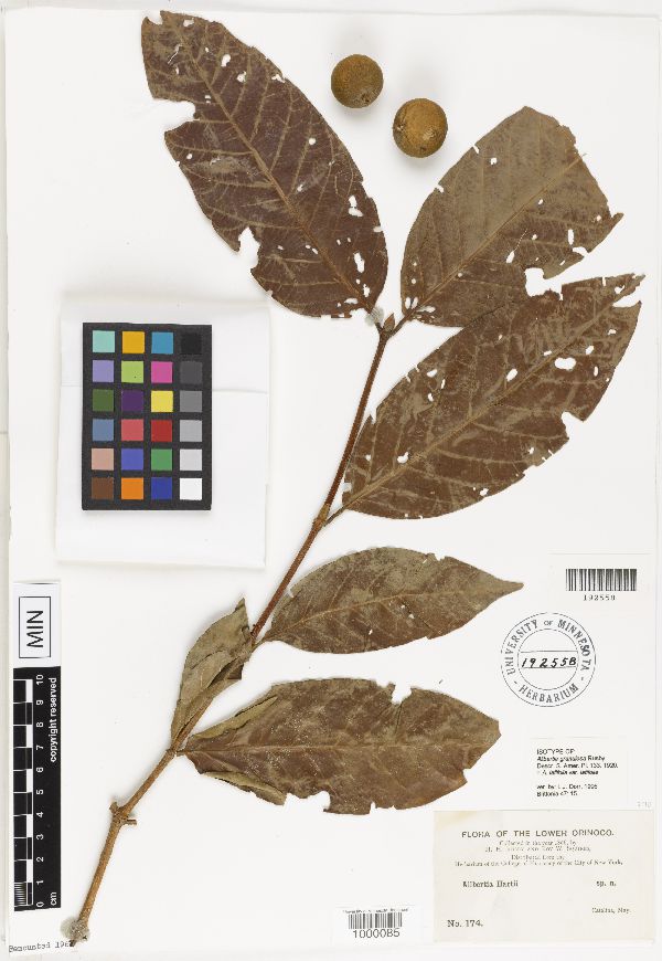 Alibertia latifolia image