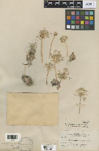 Image of Allium incisum