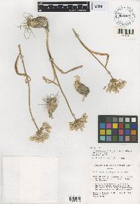 Image of Allium passeyi