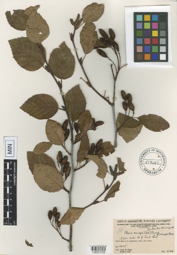 Alnus crispa var. elongata image