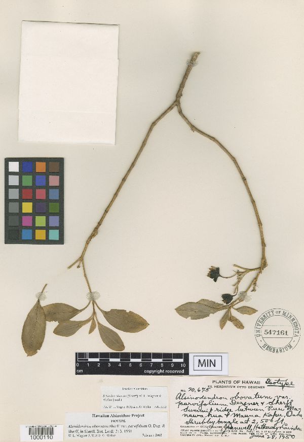 Alsinidendron obovatum var. parvifolium image