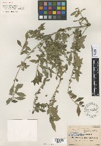 Alsodeia parvifolia image