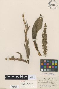 Image of Altensteinia fimbriata