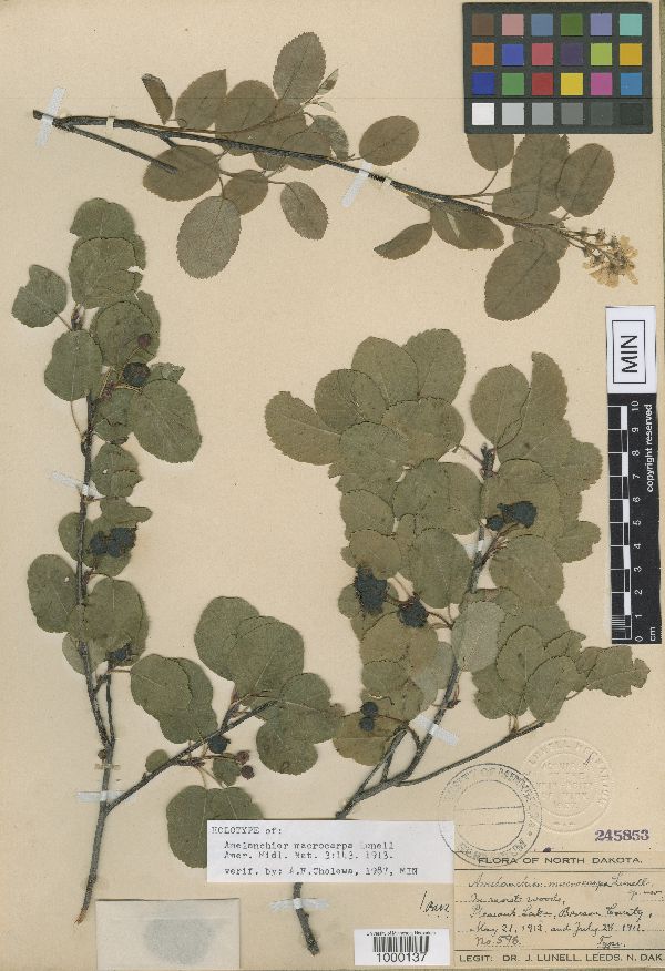 Amelanchier alnifolia subsp. alnifolia image