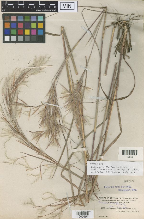 Andropogon floridanus image