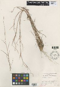 Schizachyrium niveum image