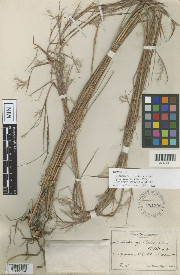 Andropogon urbanianus image