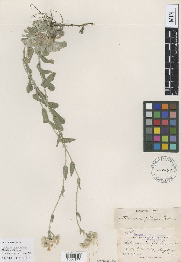 Antennaria foliacea image