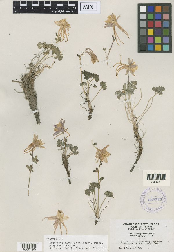 Aquilegia scopulorum image