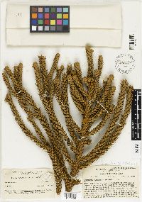 Araucaria biramulata image