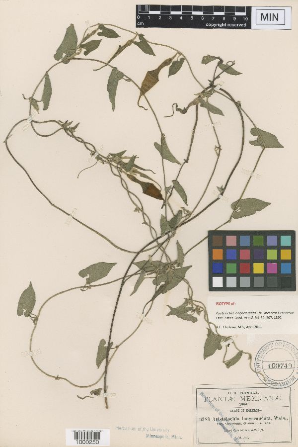Aristolochia longecaudata image
