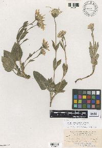 Arnica parvifolia image