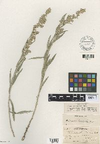 Image of Artemisia longifolia