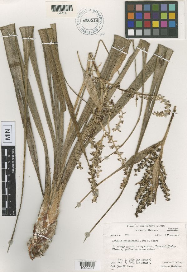 Astelia raiateensis image