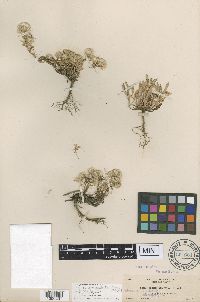 Symphyotrichum frondusum image