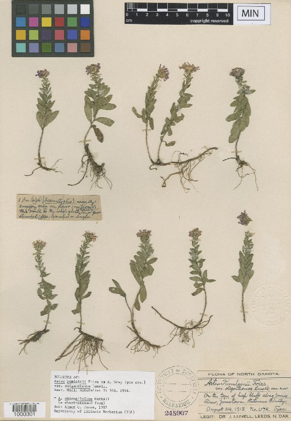 Symphotrichum oblongifolium image