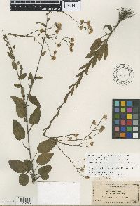 Image of Aster proteus