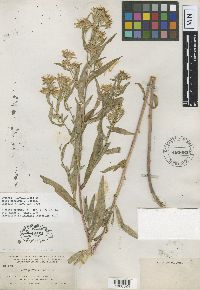 Image of Symphyotrichum eatonii