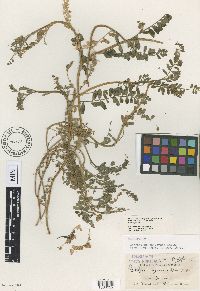 Astragalus hornii image