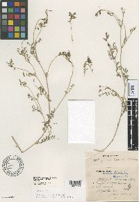 Image of Astragalus bodinii