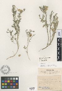 Image of Astragalus cerussatus