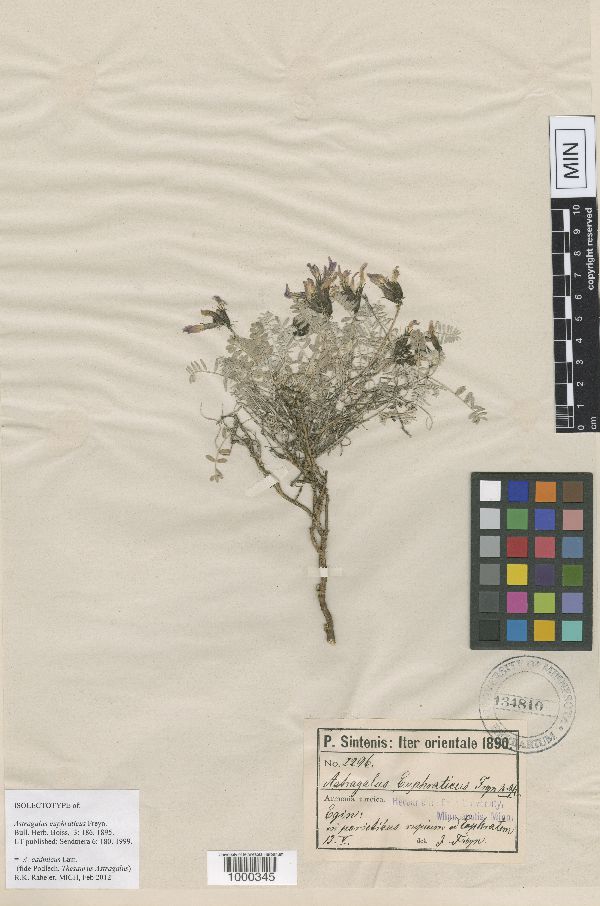 Astragalus cadmicus image
