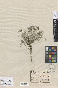 Image of Astragalus cadmicus