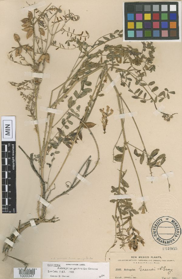 Astragalus puniceus var. gertrudis image