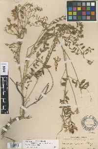 Astragalus gertrudis image