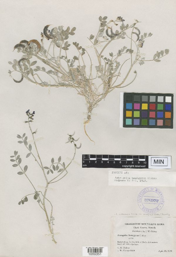 Astragalus mohavensis var. hemigyrus image